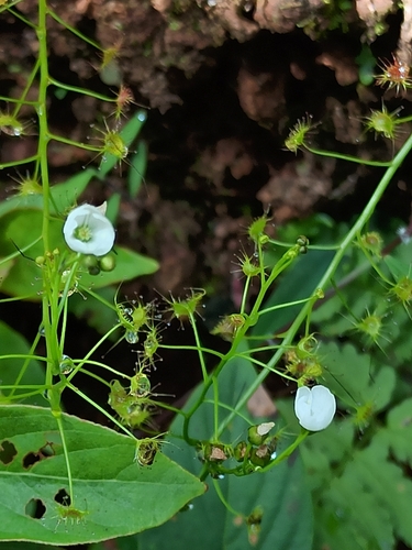 Image of Drosera lunata by (c) Sindhu Haridas, some rights reserved (CC BY)