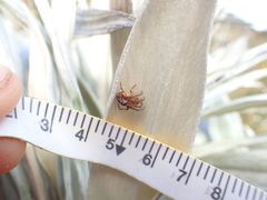 Novaranea queribunda