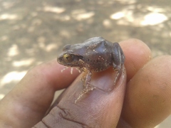 Arthroleptis stenodactylus