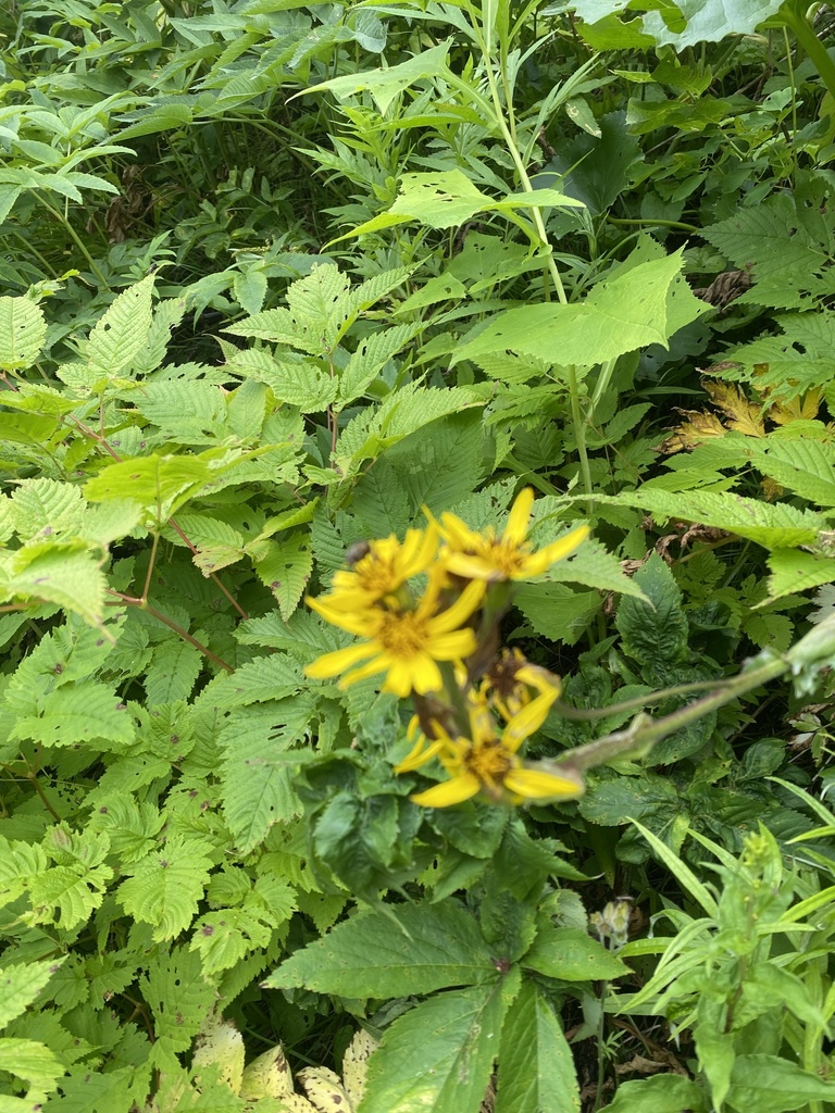 Ligularia hodgsonii; photograph (c) Илья Руденко, some rights reserved (CC BY)