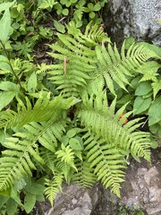 Dryopteris sichotensis, photograph (c) Илья Руденко, some rights reserved (CC BY)