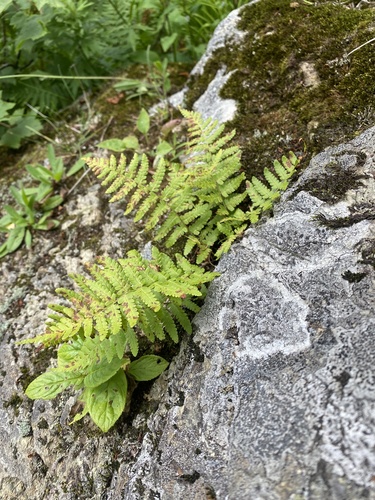 Dryopteris sichotensis, photograph 4