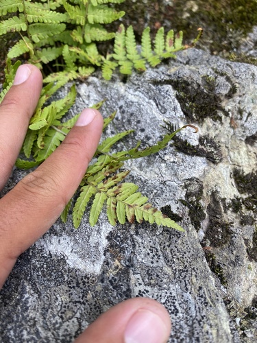 Dryopteris sichotensis, photograph 5