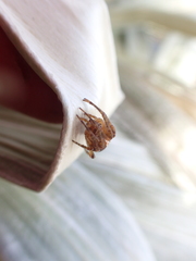 Novaranea queribunda