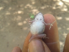 Arthroleptis stenodactylus