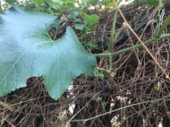 Momordica cochinchinensis