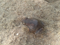 Arthroleptis stenodactylus