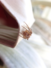 Novaranea queribunda