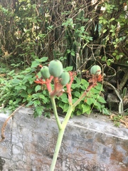 Jatropha podagrica
