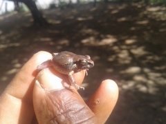 Arthroleptis stenodactylus