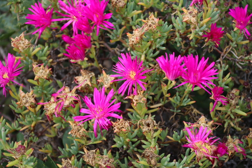 Image of Lampranthus vernalis by (c) Tony Rebelo, some rights reserved (CC BY-SA)