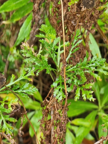 Argyranthemum dissectum (Argyranthemum dissectum)