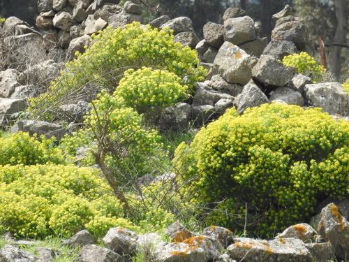 Euphorbia hierosolymitana Boiss.