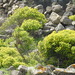 Euphorbia hierosolymitana - Photo (c) אריאל שמיר, alguns direitos reservados (CC BY-NC), uploaded by אריאל שמיר
