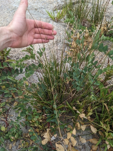 Image of Carex silicea by (c) Connor McInerney, some rights reserved (CC BY)