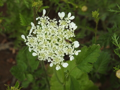 Tordylium trachycarpum