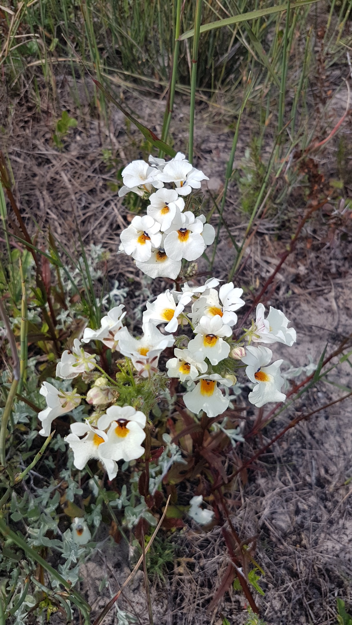 Imagem de Nemesia
