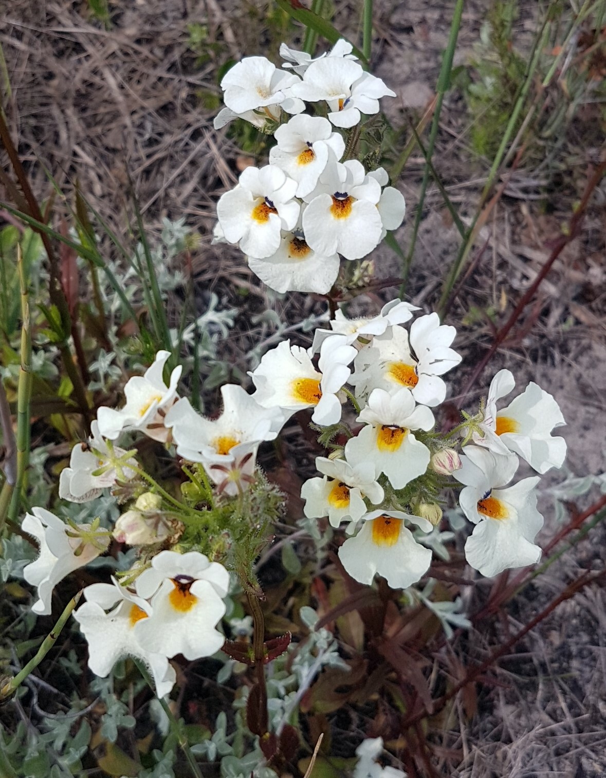 Imagem de Nemesia