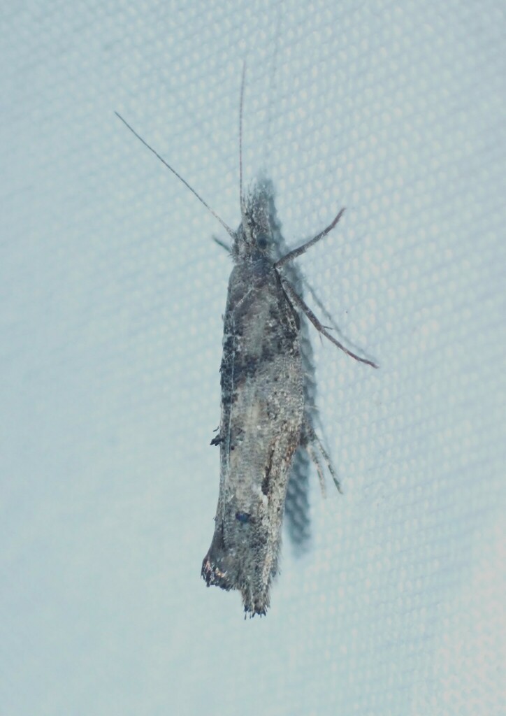 Ypsolopha senex