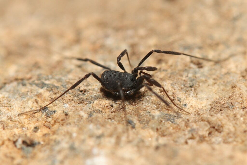 Nemastomella monchiquensis