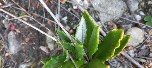 Image of Hermas quinquedentata by (c) Adele SL, some rights reserved (CC BY)