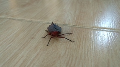 Kalidasa nigromaculata