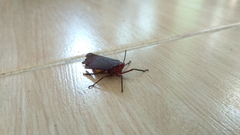 Kalidasa nigromaculata