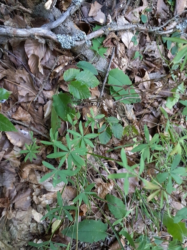 Image of Galium sylvaticum by no rights reserved