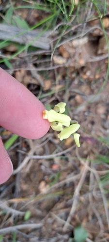 Image of Disperis villosa by (c) Liezl van der Merwe, some rights reserved (CC BY)