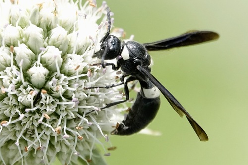 Four-toothed mason wasp