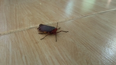 Kalidasa nigromaculata