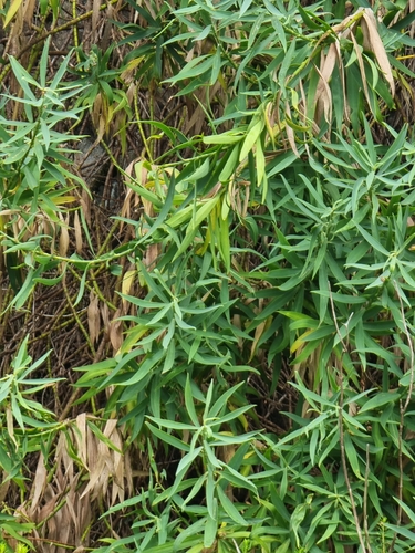 Image of Bupleurum salicifolium by (c) Vítor Jorge, some rights reserved (CC BY)
