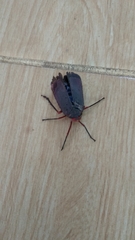 Kalidasa nigromaculata