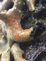 Dermatocarpon reticulatum