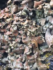 Dermatocarpon reticulatum