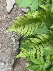 Dryopteris sichotensis, photograph (c) Илья Руденко, some rights reserved (CC BY)