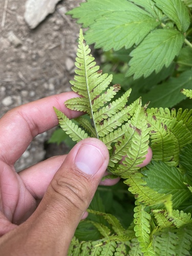 Dryopteris sichotensis, photograph 3