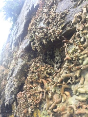 Dermatocarpon reticulatum