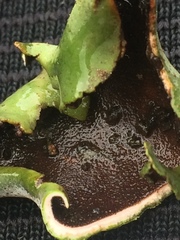 Dermatocarpon reticulatum