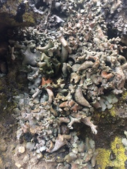 Dermatocarpon reticulatum