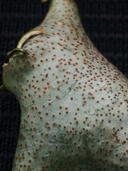 Dermatocarpon reticulatum