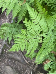 Dryopteris amurensis, photograph (c) Илья Руденко, some rights reserved (CC BY)