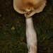 Russula lateritia - Photo (c) John Plischke, some rights reserved (CC BY-NC), uploaded by John Plischke