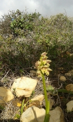Orchis galilaea
