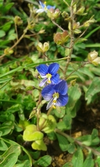 Veronica syriaca