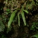 Strap Fern - Photo (c) Leon Perrie, some rights reserved (CC BY-NC), uploaded by Leon Perrie