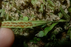 Notogrammitis ciliata