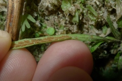 Notogrammitis ciliata