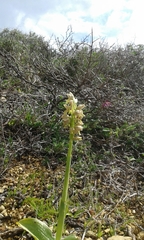 Orchis galilaea