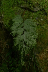Hymenophyllum scabrum